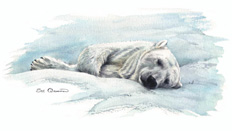 Bed Of Snow